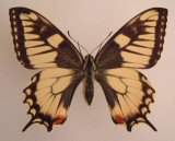 Papilio machaon aberration from Germany (Internet Image property of respective owner, non-commercial use only)